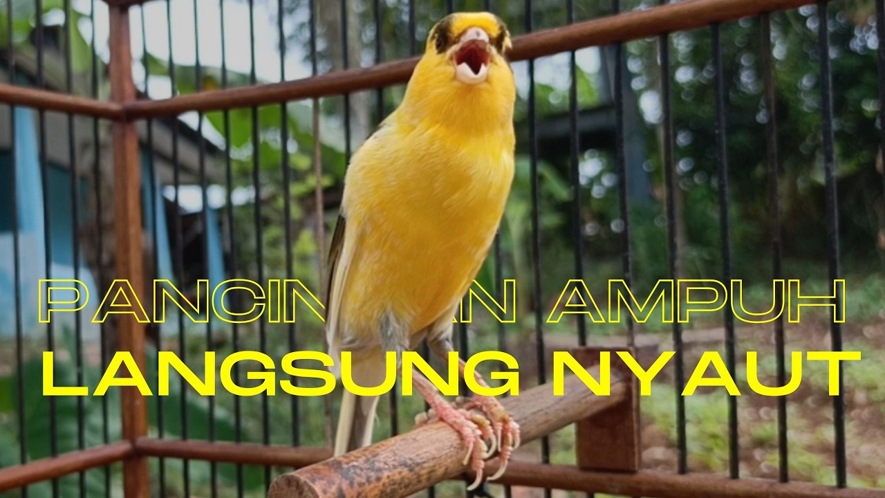 Pancingan Ampuh untuk Kenari Muda Agar Cepat Gacor Cocok untuk Terapi Kenari Macet Bunyi !!