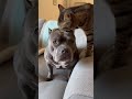 She said: "I'm not done with you yet." 🐱🧼 #AmericanBully #MamaCat #Regret #ShortsUSA #FunnyPets