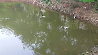 Guppies Catfish  Betta Koi Pleco Snail Carp Fish Goldfish Angelfish Guppyanimals Videos