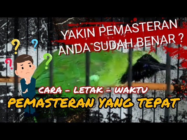 DIJAMIN CEPAT MASUK || CARA PEMASTERAN YANG TEPAT UNTUK CUCAK IJO class=