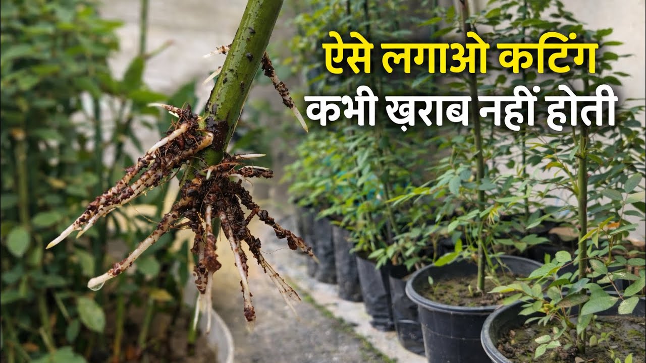Rose plant cutting | गुलाब की कटिंग कभी खराब नहीं होगी | Easy method 
