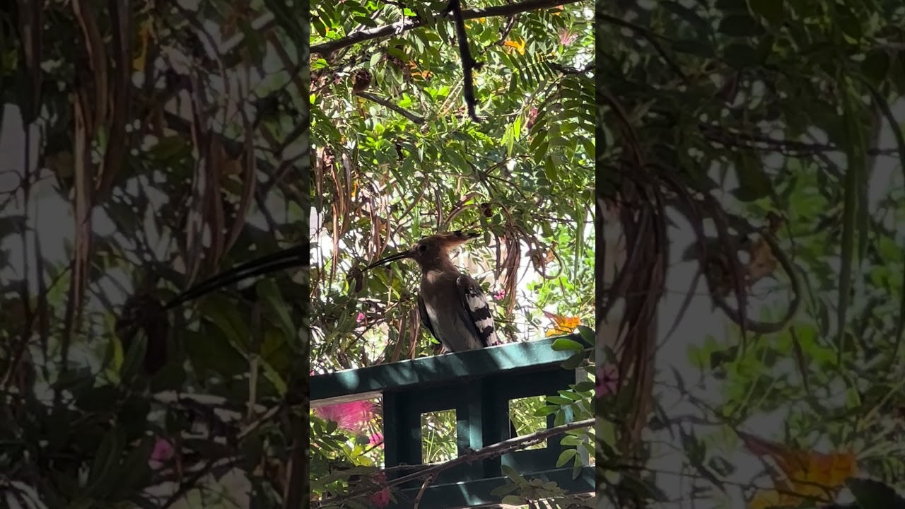 Gone. Just like that. 🪶💨 