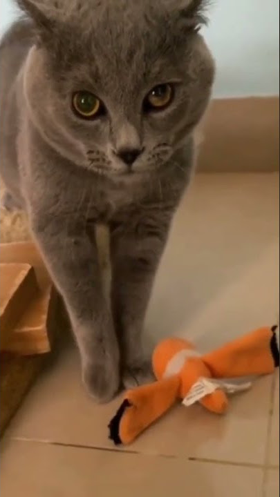 DJ Suara Kucing original #kucinglucu #animals #shorts #pets #catlover #youtube