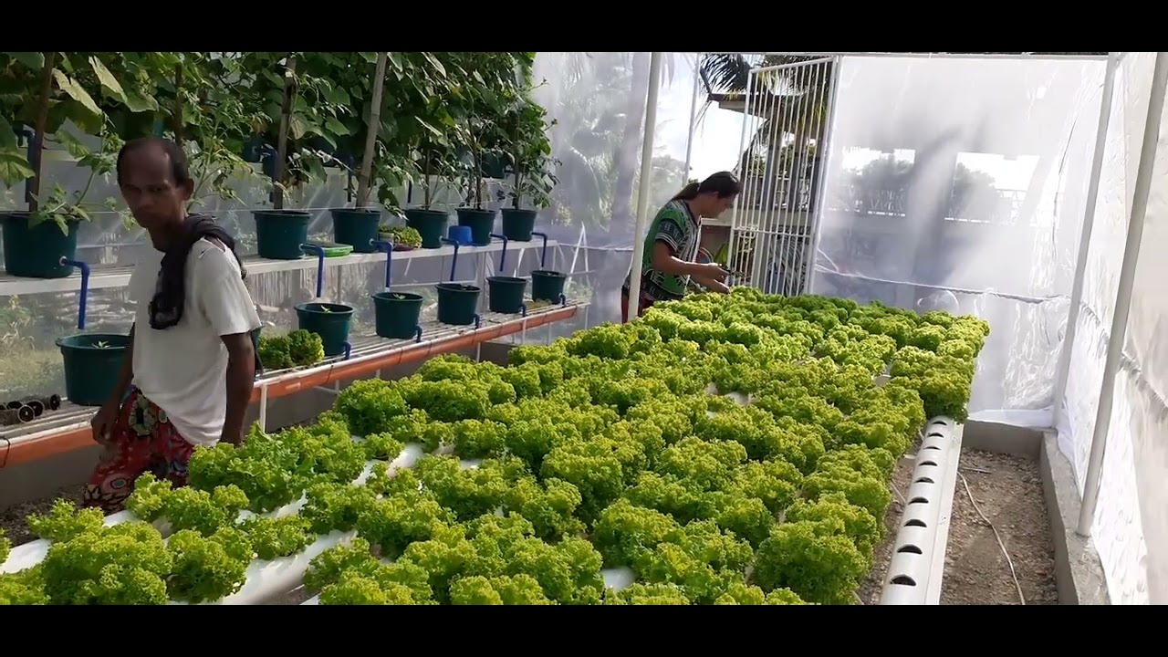harvesting lettuce ka casa. YouTube