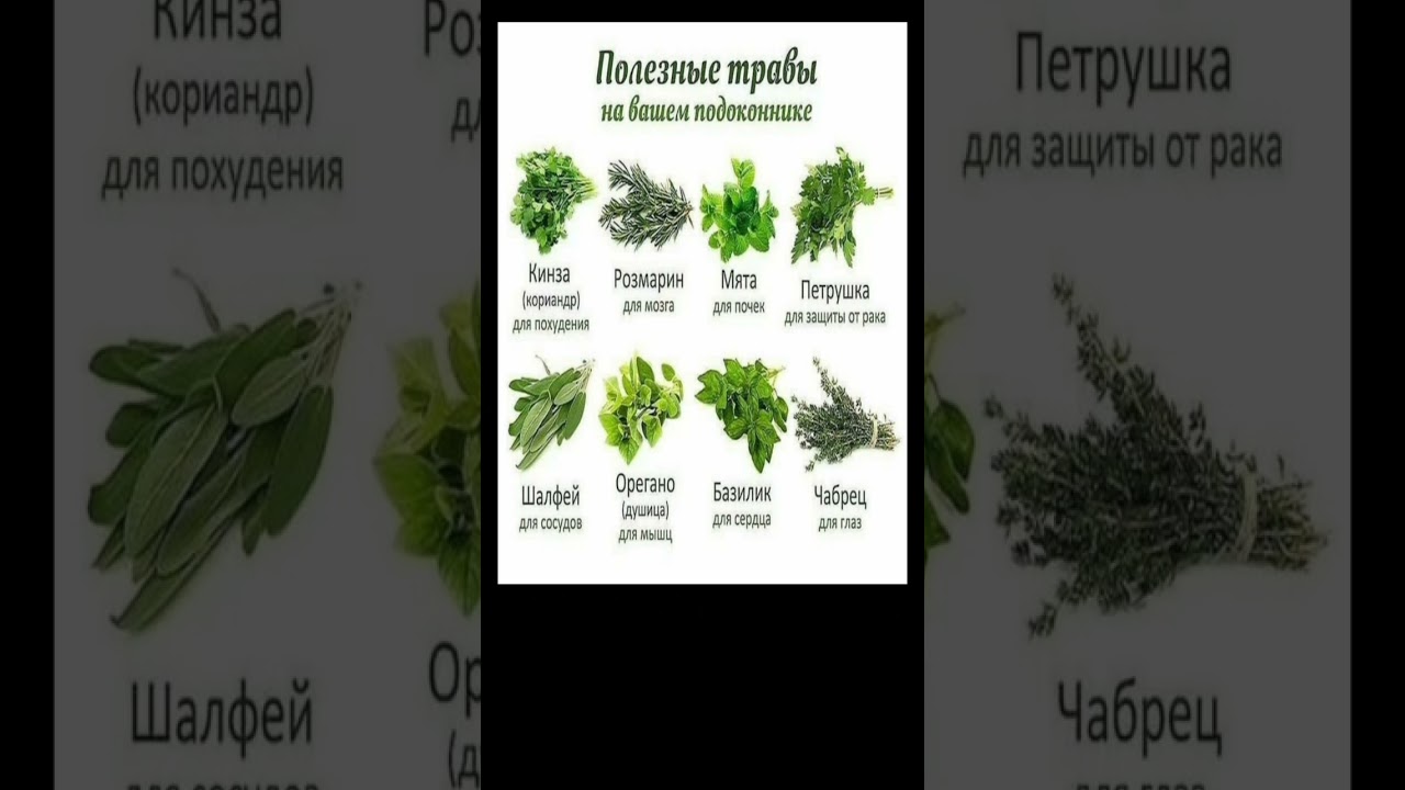 ПОЛЕЗНЫЕ ТРАВЫ
