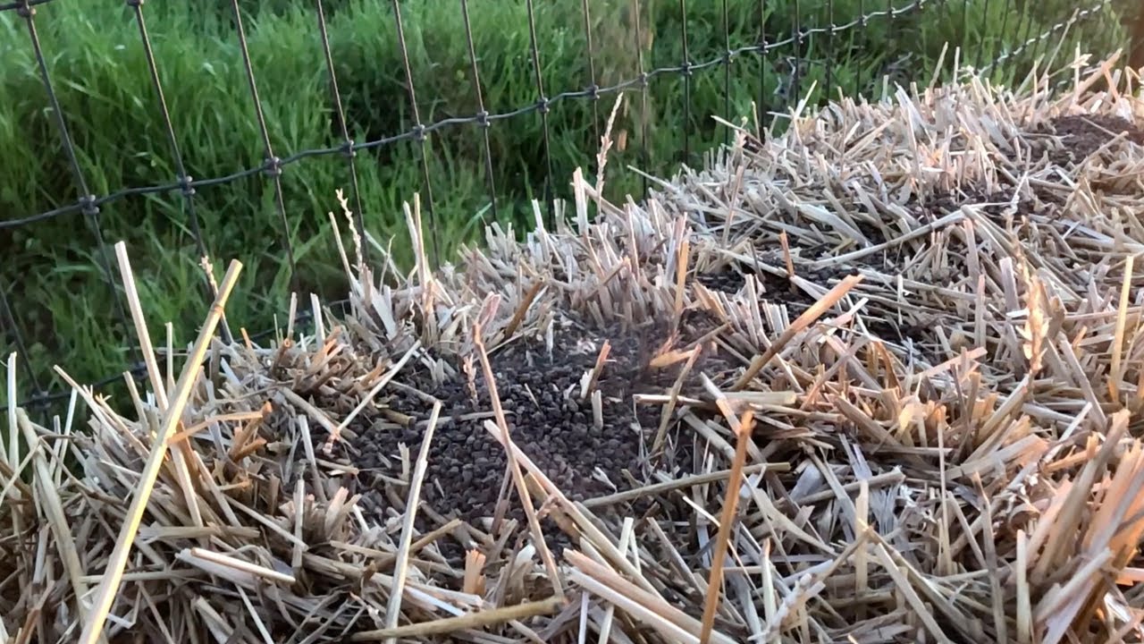 Straw Bale Gardening