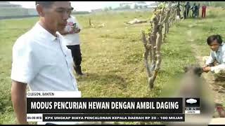 Aksi Pencurian Kurban Dijagal Di Lokasi | REDAKSI PAGI (24/07/20)