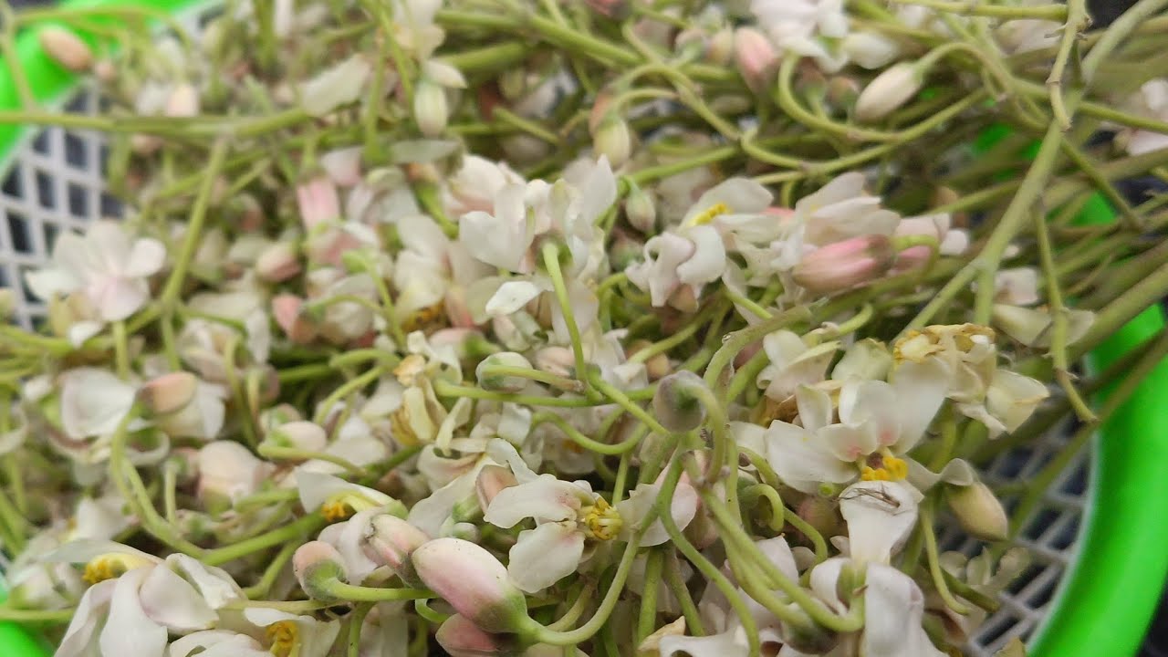 सहजन के फूल बार- बार बनाने और खाने का मन करेगा क्योंकी यह जितनी Healthy है उतनी ही Tasty