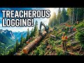 Treacherous Logging?? #live #fs22 #farmingsimulator