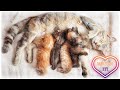 Małe kotki piją mleko od mamy!🥺 Najsłodszy filmik ever - musisz to zobaczyć! 😺😻