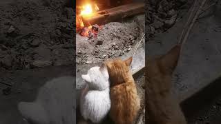 Cozy Cat Cuddles: Heartwarming Moments by the Fireside #CatCuddles #FiresideFelines #YouTubeShorts