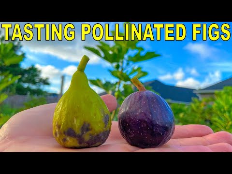 Do Pollinated Figs Taste Better? These Two Figs Left Me SPEECHLESS!