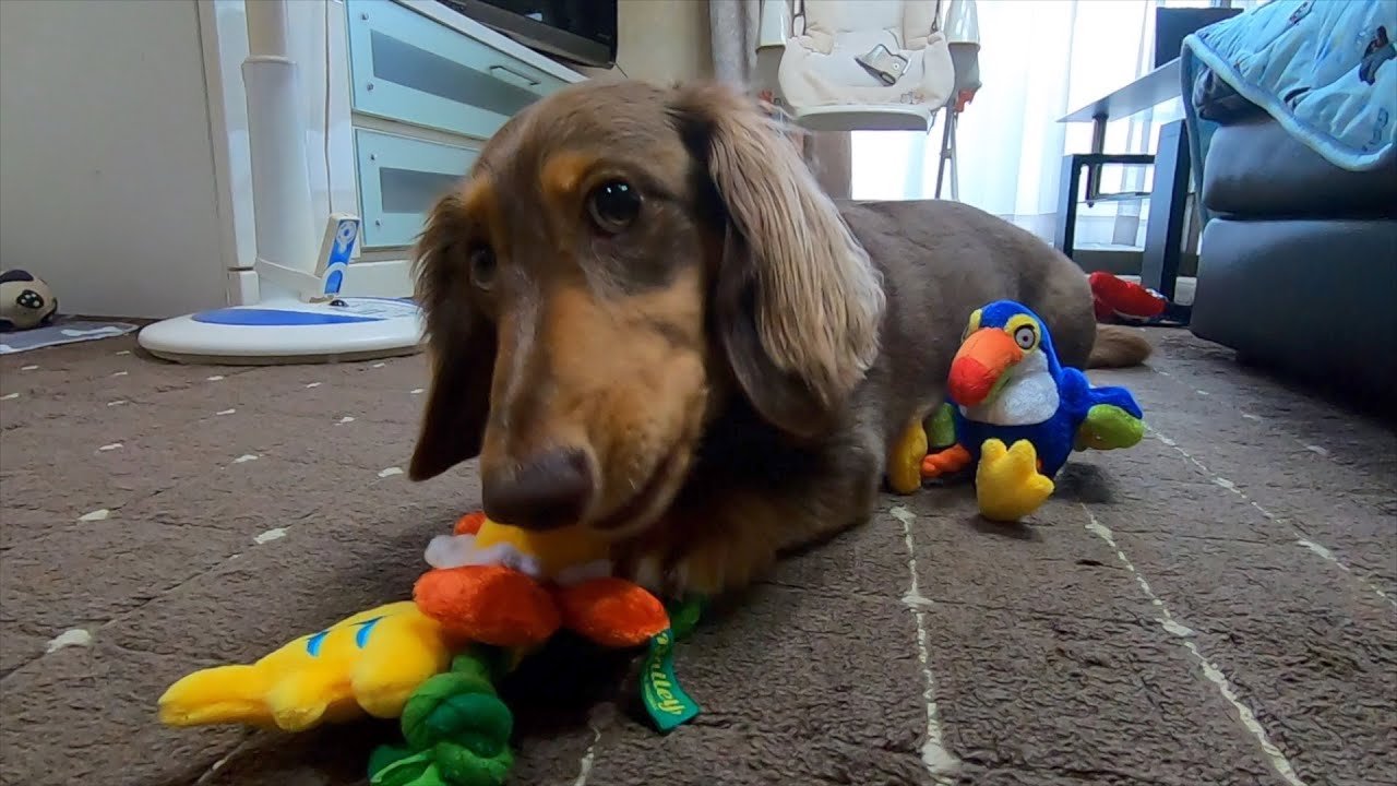 溜まってたドギボ2ヶ月分開けたらテンション爆上げ【ミニチュアダックス】