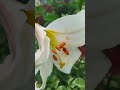 Летние цветы.
