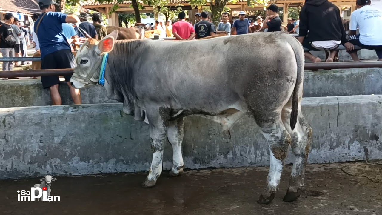 Pegon Paling Super Satu Pasar !! Sapi Lemon Melimpah, Bakalan Super Membara !!