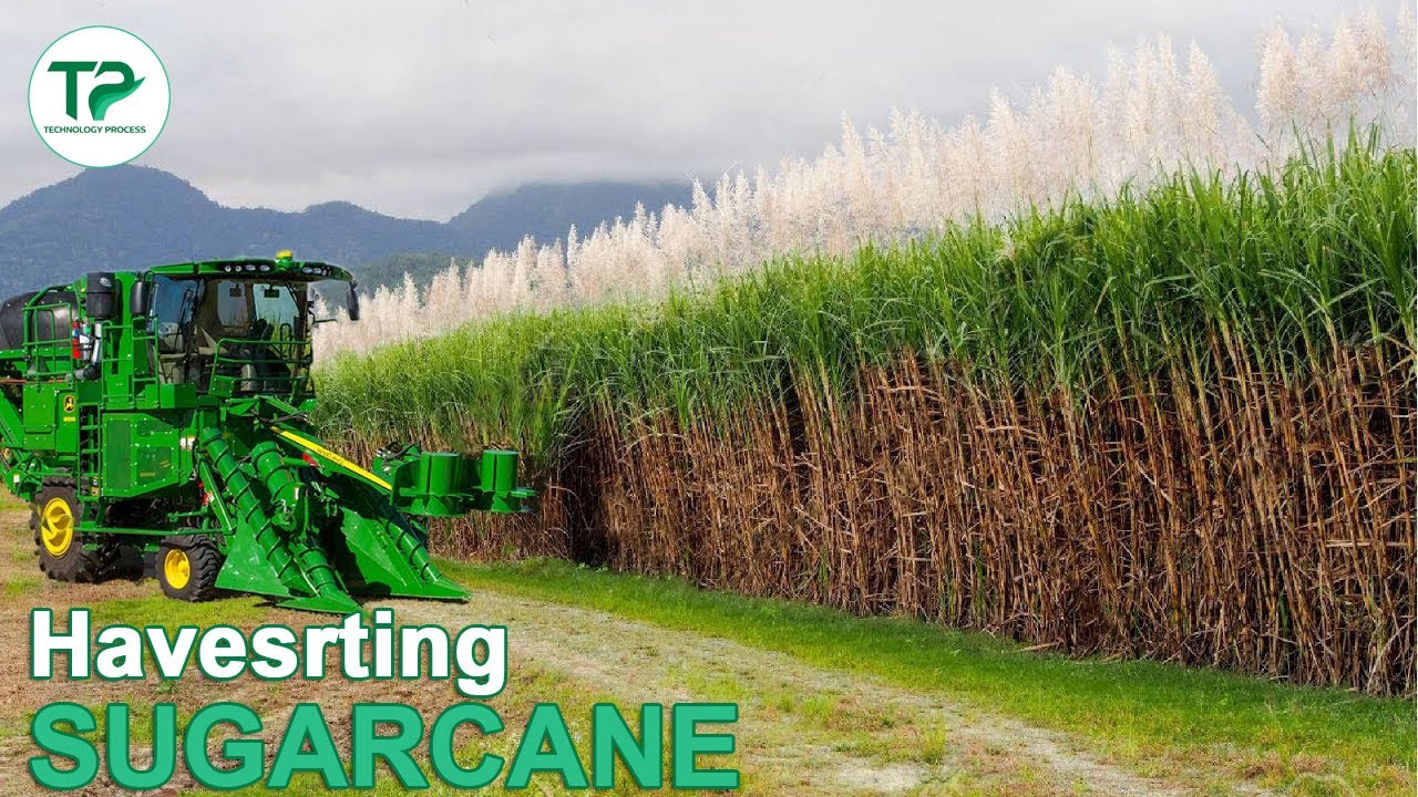 Inside the 75 Billion-Pound Sugarcane Harvest — Fire, Steel, and Sweetness