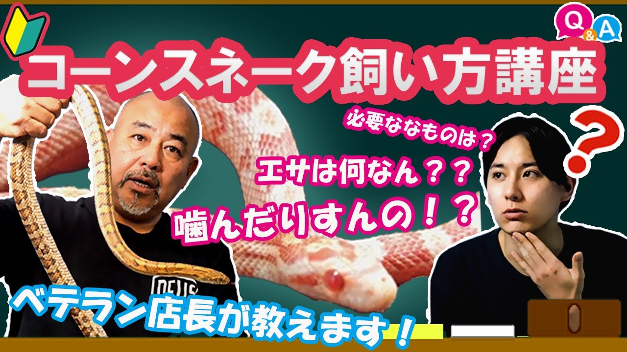 【ヘビ初心者必見】コーンスネーク飼い方講座