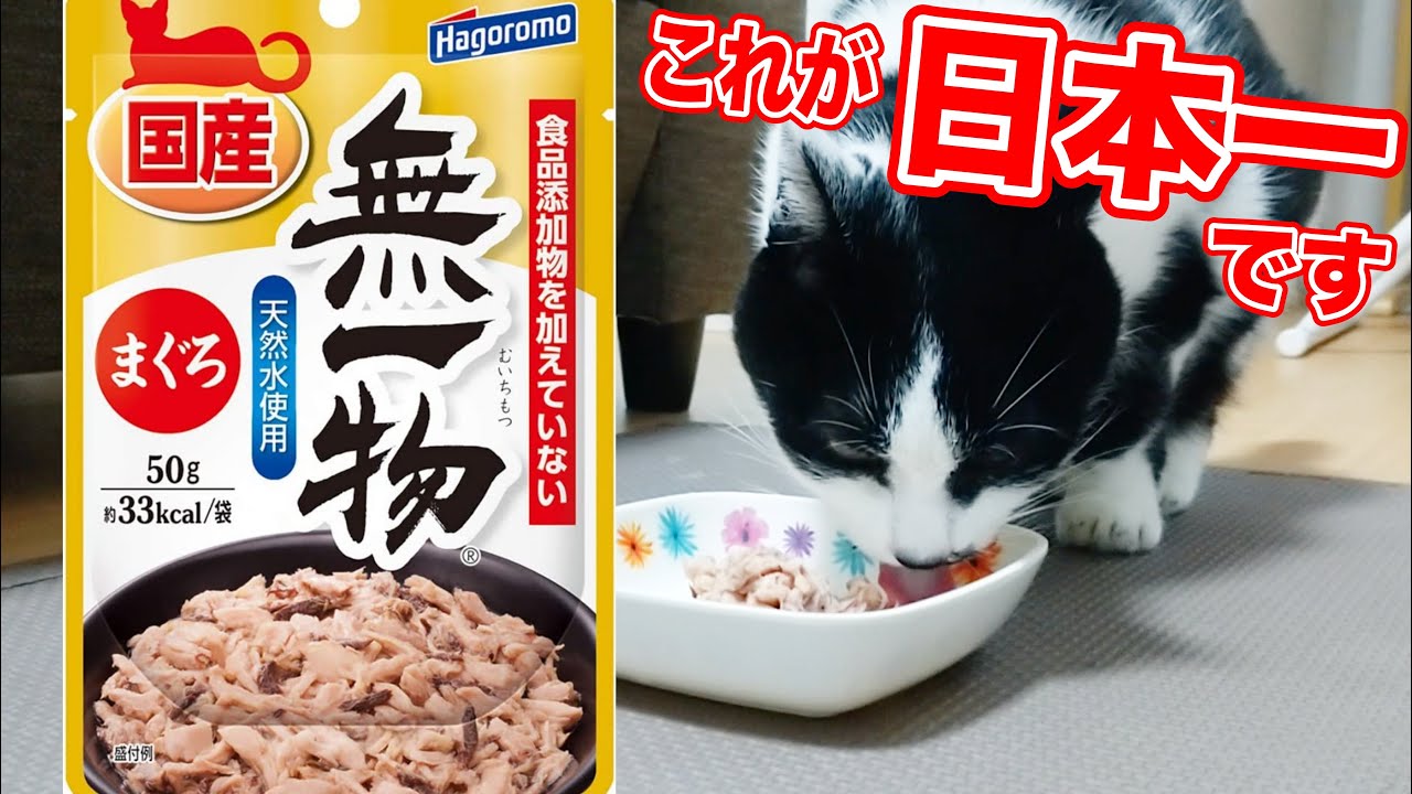 Cat food introduction] Japan's best cat food 