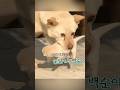 衝撃の犬界バトル!本が乗り込み子犬を強奪、愛人は敗北し崩れ落ちて号泣!#shorts