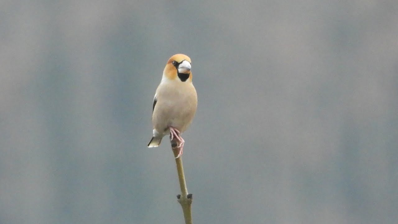 Frosone (Coccothraustes coccothraustes)