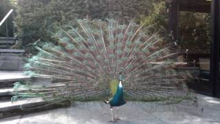 pfau präsentiert seine federn