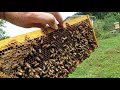 How to Find a Virgin Honey Bee Queen in Your Hive!