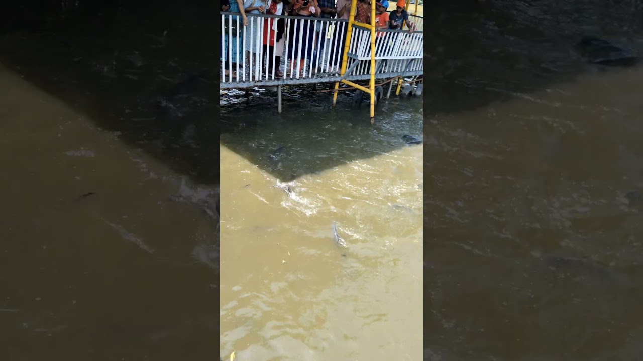 Mango Meadows Agricultural Theme Park❤️❤️