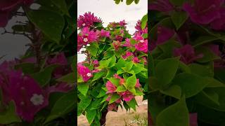 Download Lagu Bougainvillea collection 🍀#shorts #royalgardenkumari MP3