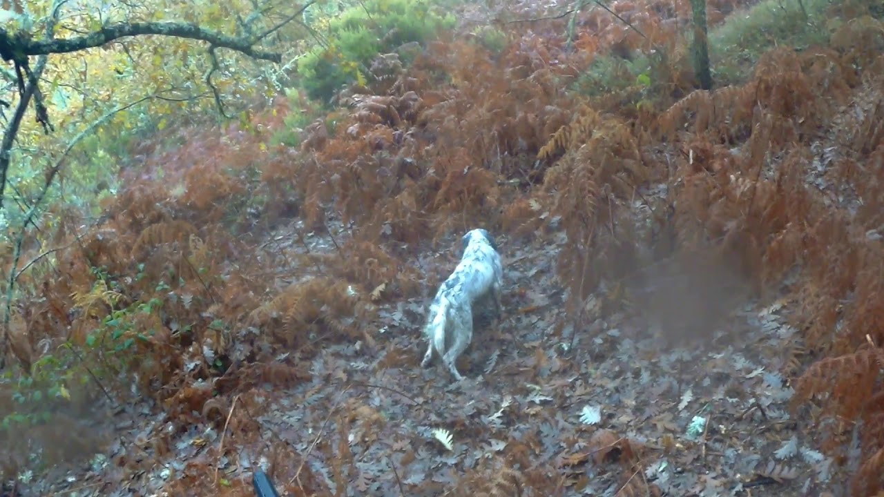 Mejores lances caza de becadas 2020 / 2021 Galicia 1a parte