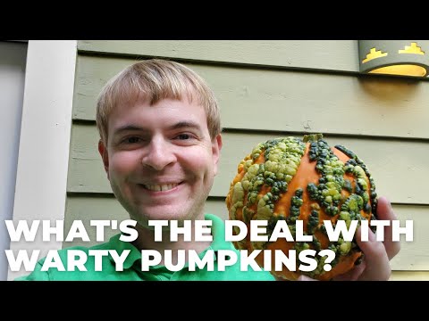 Video: Reasons For Warty Pumpkins - Why Do Some Pumpkins Have Bumps