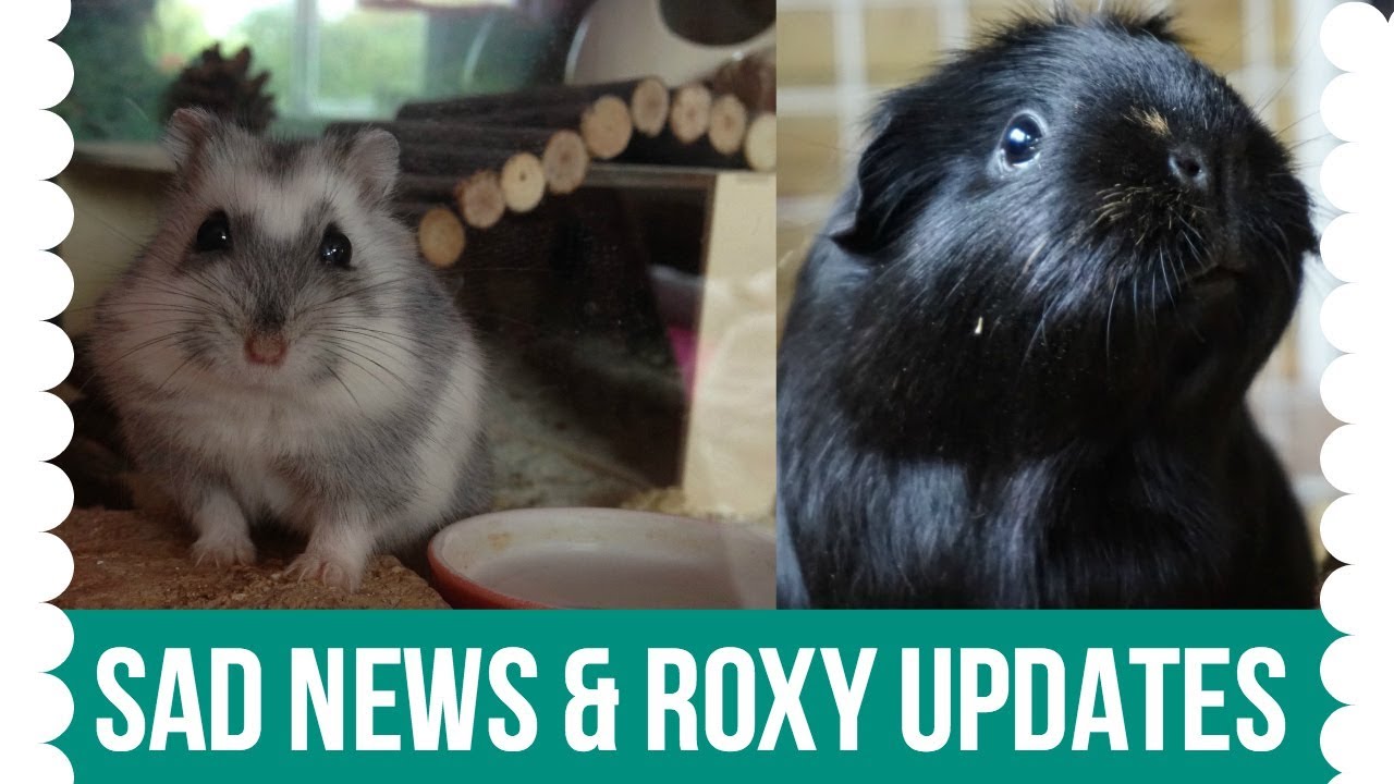 petco hours Sad News & Roxy Updates
