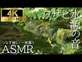 【入眠用BGM】水ワサビが育つ水源の音｜一発撮り｜100分作業用｜睡眠用
