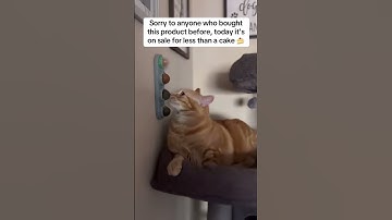 Get This Catnip Station Today for Your Cat