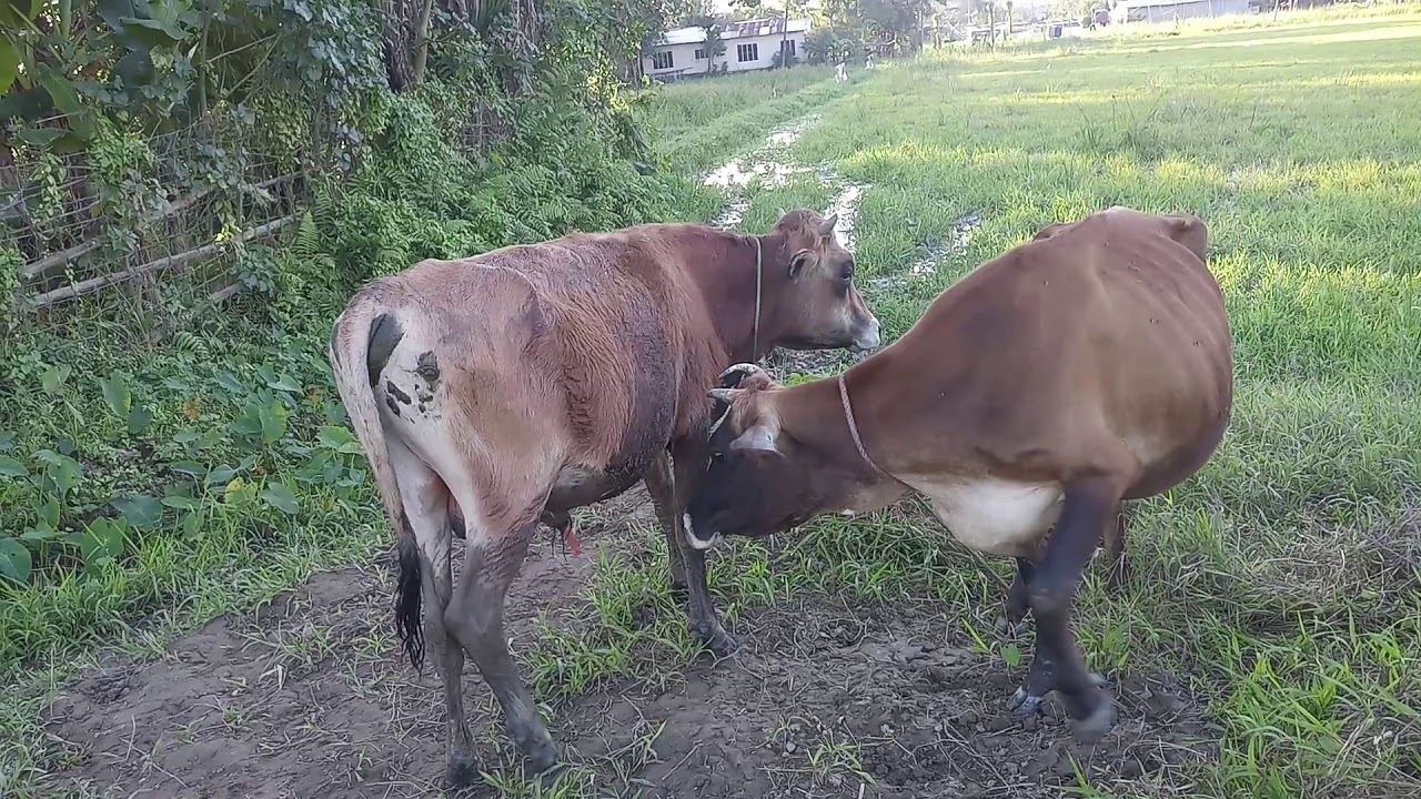 Cow discharge time YouTube