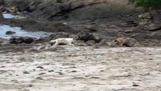 Duna y Flecha, la playa 2