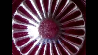 Grebo Gray - F # 35 (KTDVP Mix)