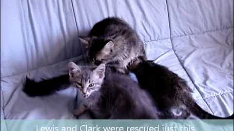 Video 6793611: maine coon adoption, shelter maine coon, animals maine coon, kitten adoption