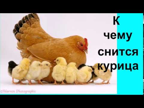 Сонник — куры: к чему снится во сне рыжая, черная и белая курица К чему снится курица, несущая яйца, клюющая, вареная, с цыплятами