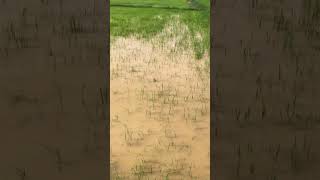 From The Field To The Pot Picking Snails In Nature.