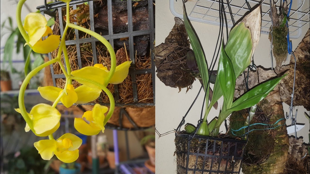 Gongora - Acropera (Gongora) - galeata var. flava galeata(Γκονγκορα)-καλλιέργια