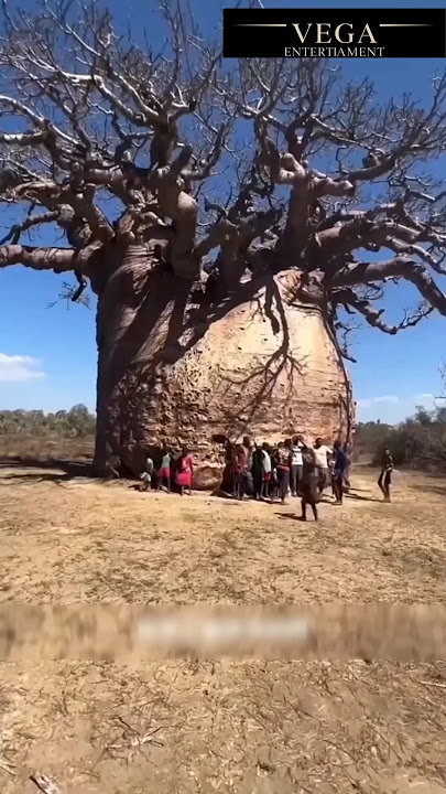 आदिवासी लोग गर्मी के समय मे पेड़ के तनो से पानी कैसे निकालते है? #shortsfeed #adivasi #facts #kahani