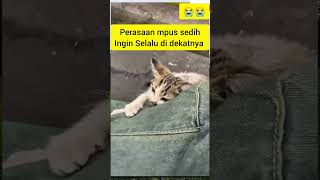 Sedih kucing jalanan tidak mau berpisah 😭😭#kucing #anakkucinglucu #anakkucing