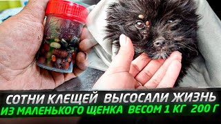 СОТНИ КЛЕЩЕЙ ПОЕДАЛИ  КРОХОТНОЕ  ТЕЛЬЦЕ ЩЕНКА😱