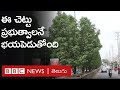 Conocarpus why is this nurserygrown plant now scaring governments  bbc telugu