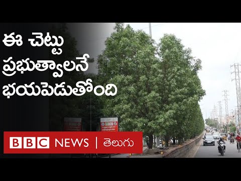Conocarpus: నర్సరీలు పెట్టి పెంచిన ఈ మొక్క ఇప్పుడు ప్రభుత్వాలను ఎందుకు భయపెడుతోంది? | BBC Telugu