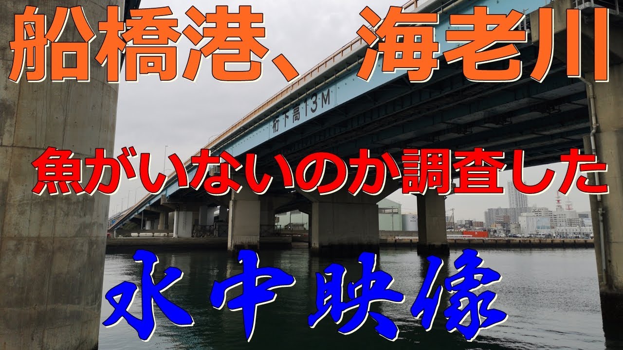 年2月15日 船橋港 親水公園 海老川にバチ抜け対策の根の確認へ行ってみました シーバスはいるのか 水中映像 Youtube 年2月15日 船橋港 親水公園 海老川にバチ抜け対策の根の確認へ行ってみました シーバスはいるのか 水中映像 Youtube