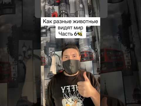 Как разные животные видят мир Часть 6 🐝🔥 #рекомендации #рек #животные #ночь