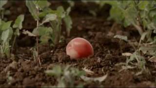 HungryPests 30 second TV Ad 2.wmv