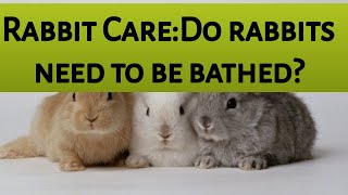 Rabbit care:Do rabbits need to be be bathed?മുയലുകളെ കുളിപ്പിക്കേണ്ടതുണ്ടോ? by petdotvet 12 views 3 years ago 1 minute, 25 seconds