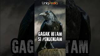 Download Lagu Burung Gagak Hitam Sang Hewan Pendendam #shorts #duniafauna MP3